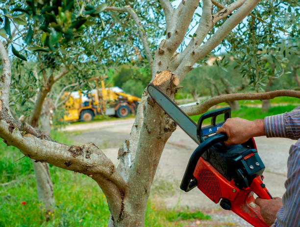 The Steps Involved in Our Tree Care Process in Beacon Hill, WA